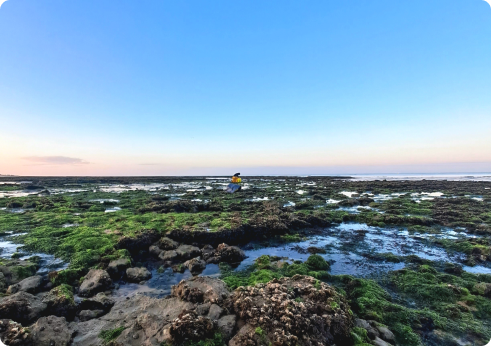Algues marée basse