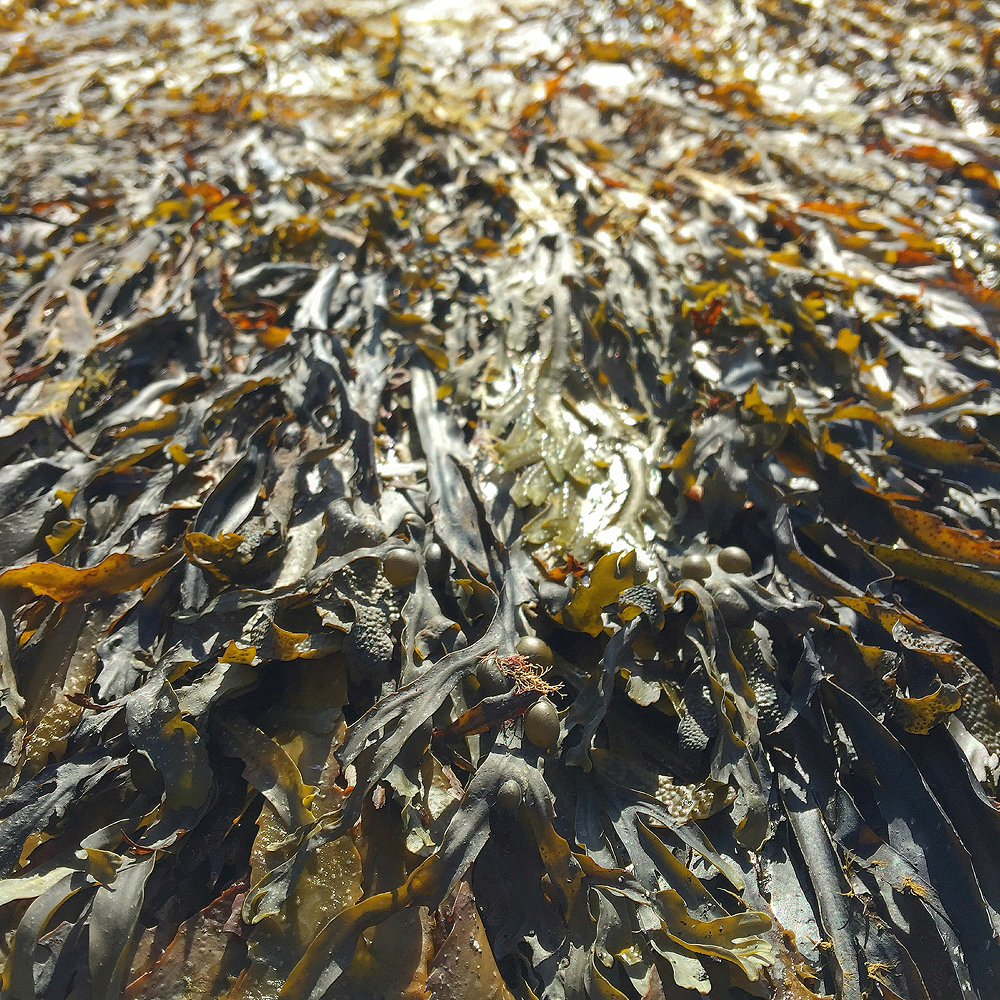 Algues de mer